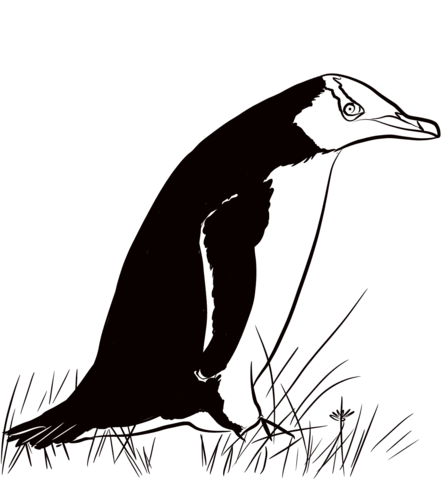 Hoiho Yellow Eyed Penguin Coloring Page